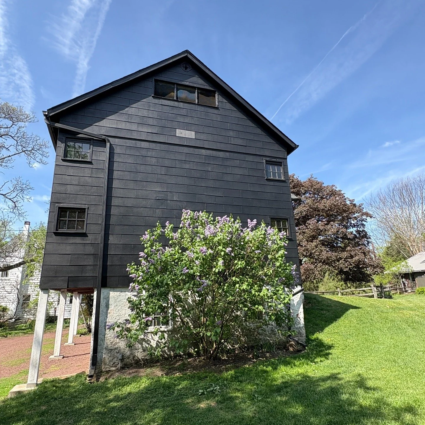 Here come the lilacs!