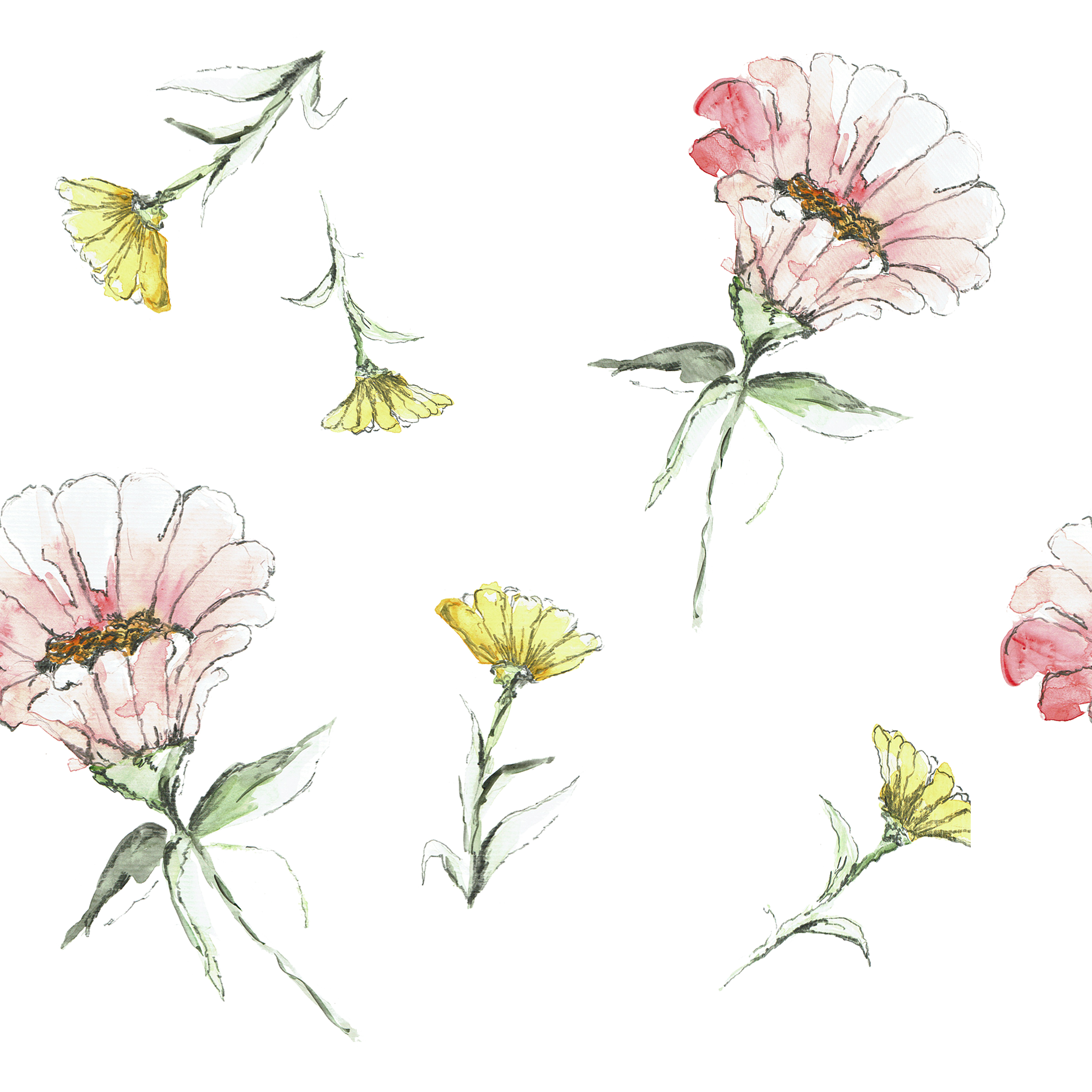 Blush and Butter Zinnia.png