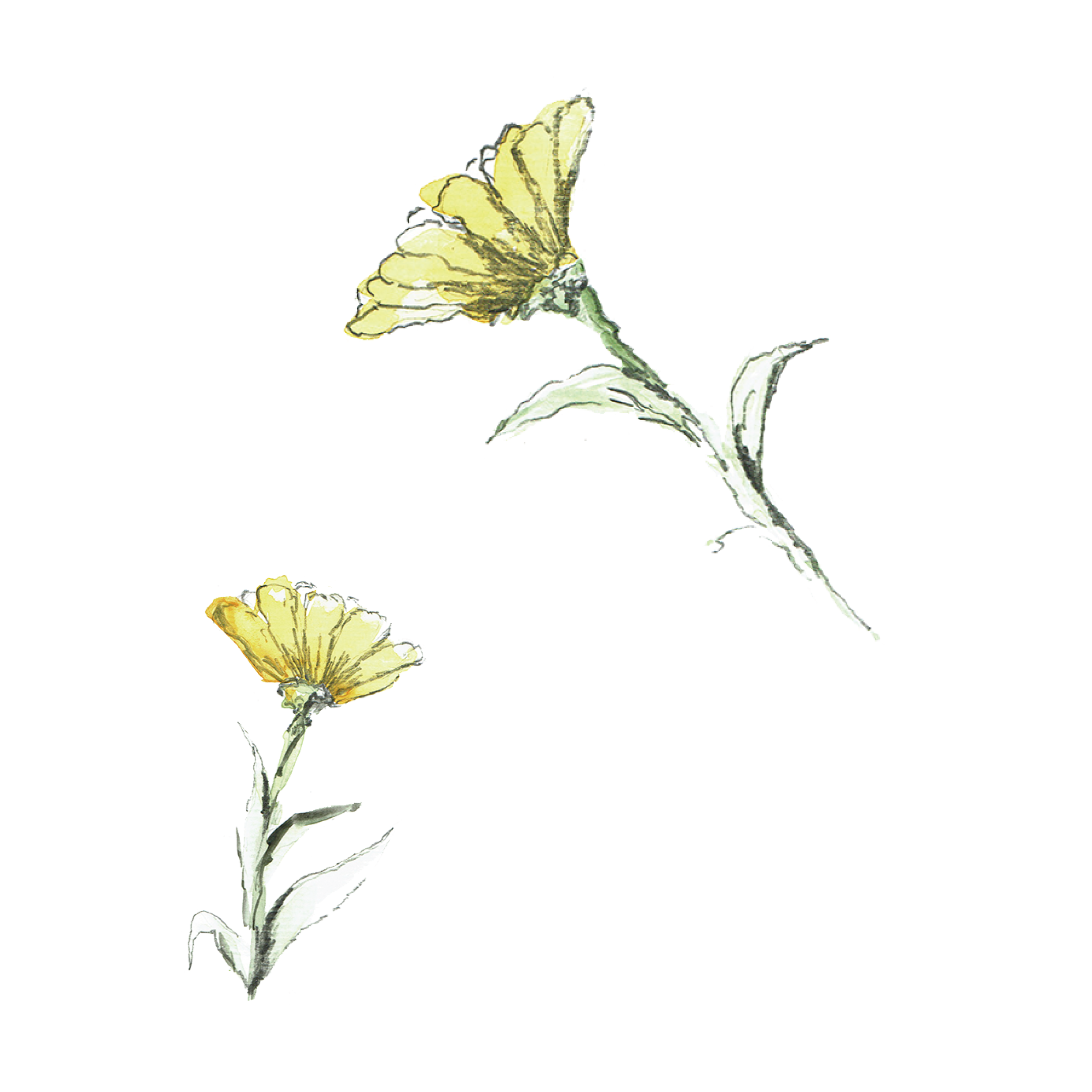 Butter Zinnia.png