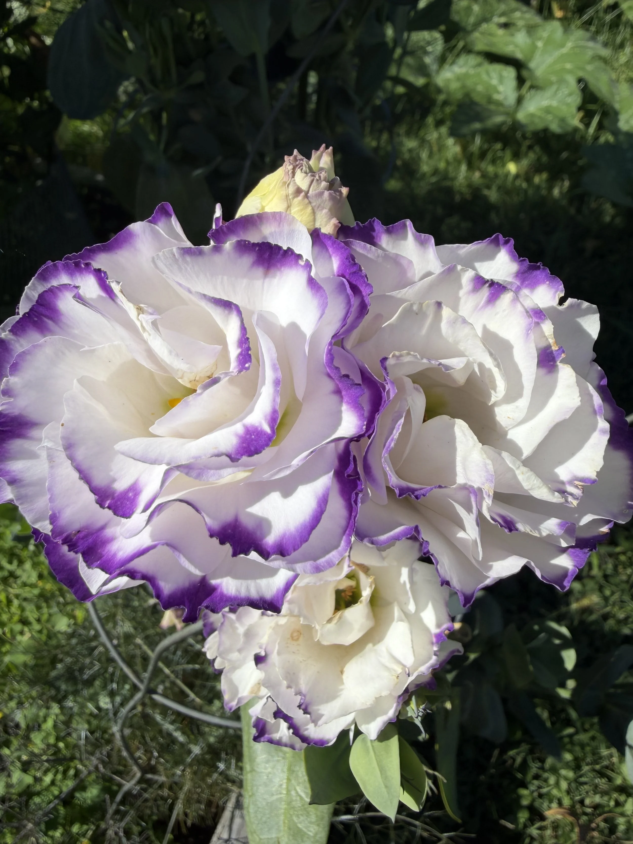 IMG_7536.jpeg