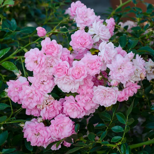 The-Fairy-Polyantha-Rose-3-Hedgerow-Rose.jpg
