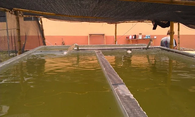 6,000 gallons of water will support 1,000 fish
