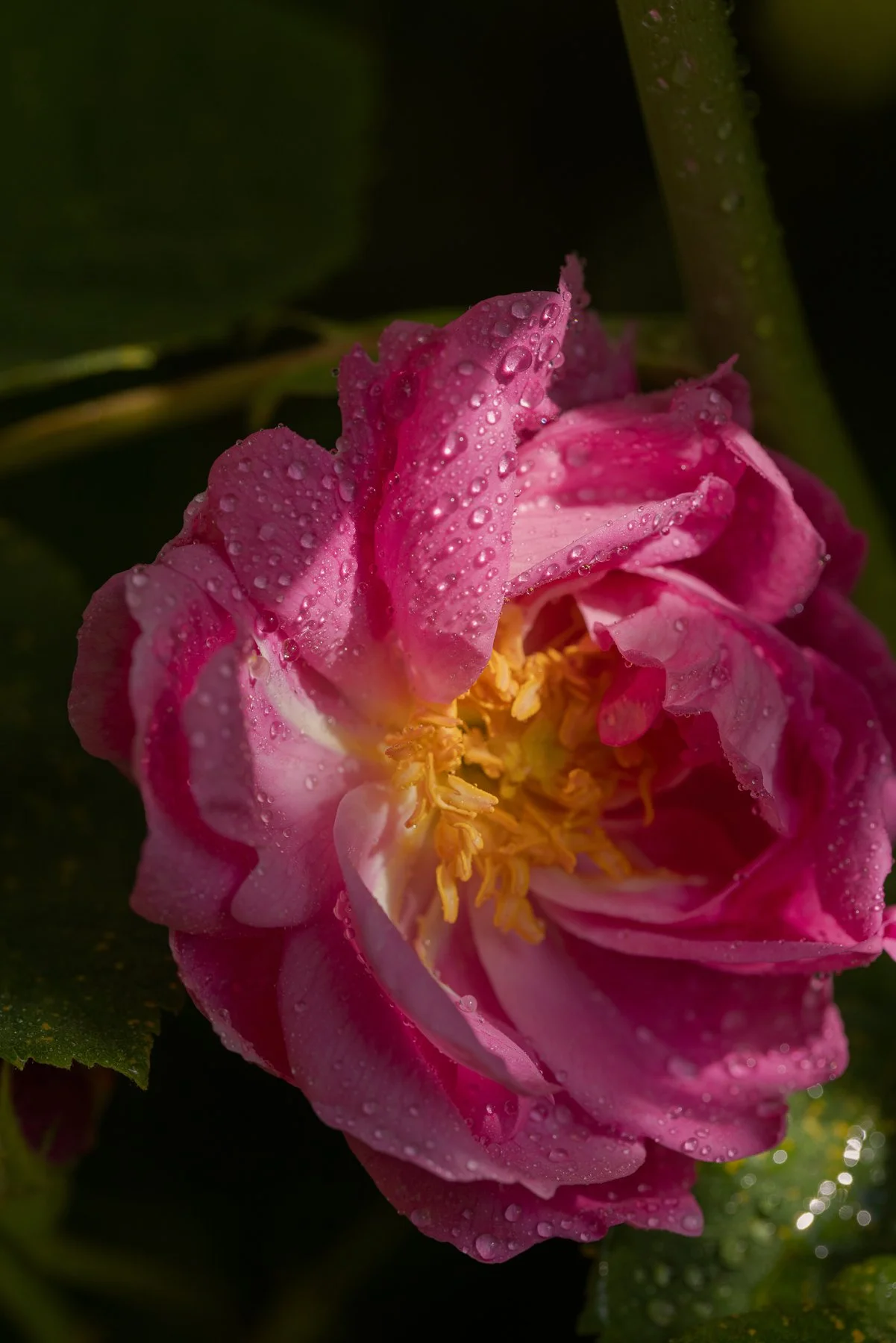 Briceportolano_Lancome_09_Site.jpg