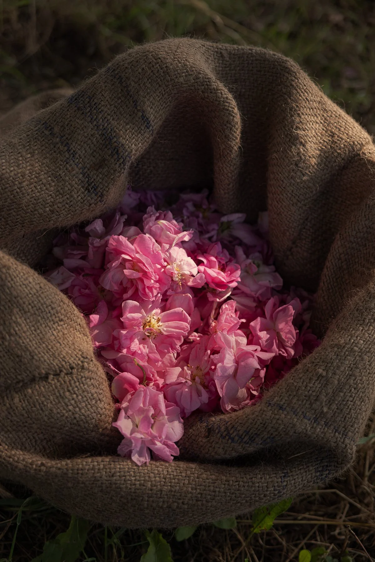Briceportolano_Lancome_19_Site.jpg