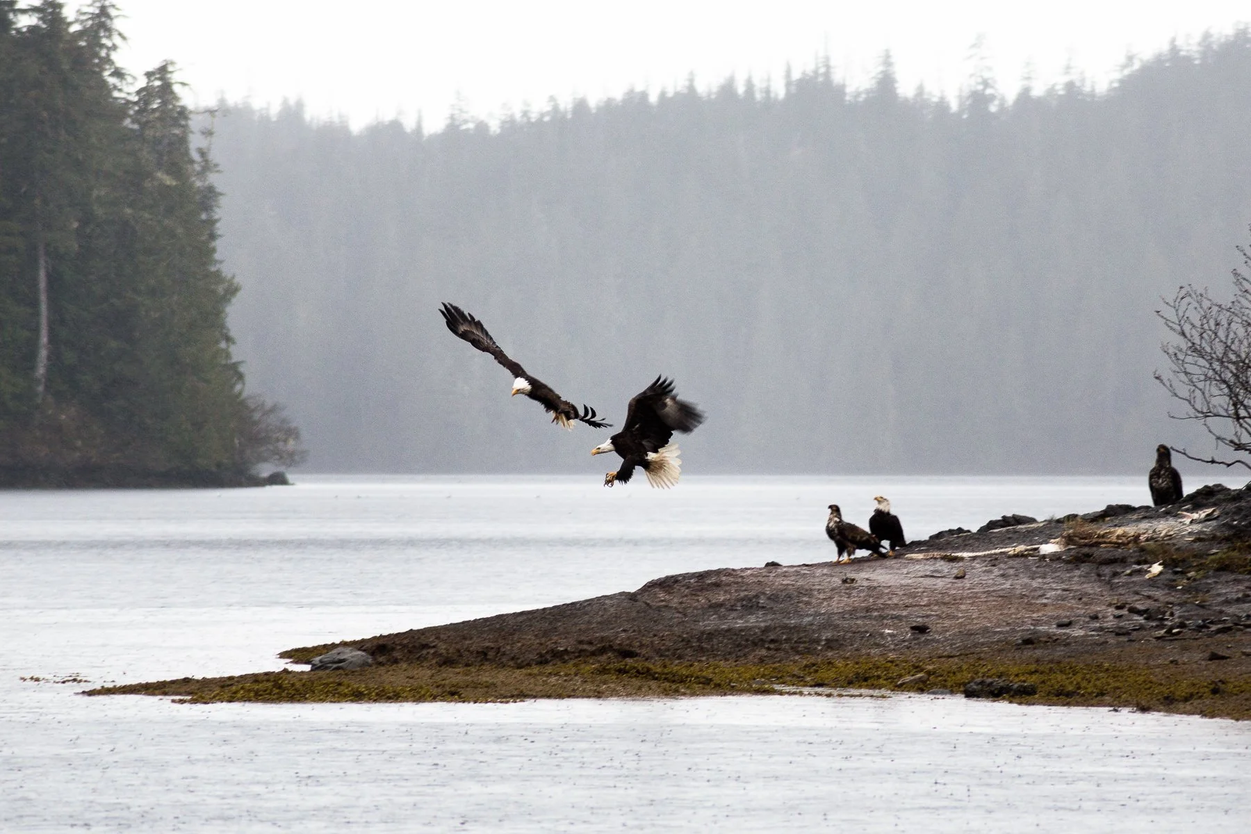 Briceportolano_ALASKA_WEB_06.jpg