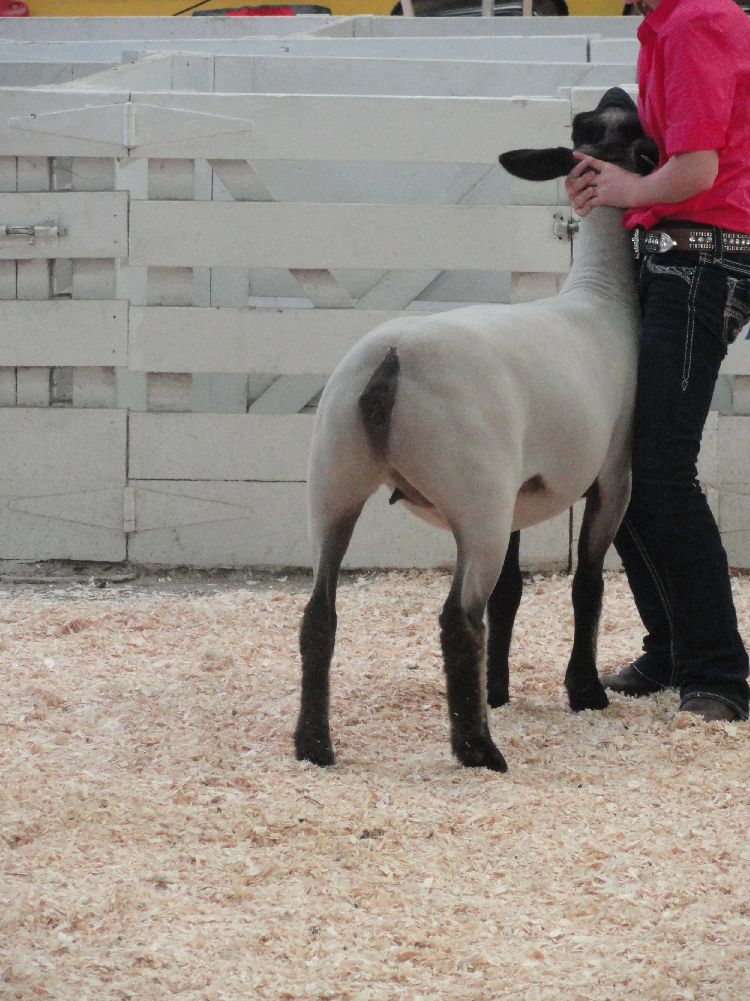 NYS Fair Champion Hampshire Ewe.JPG