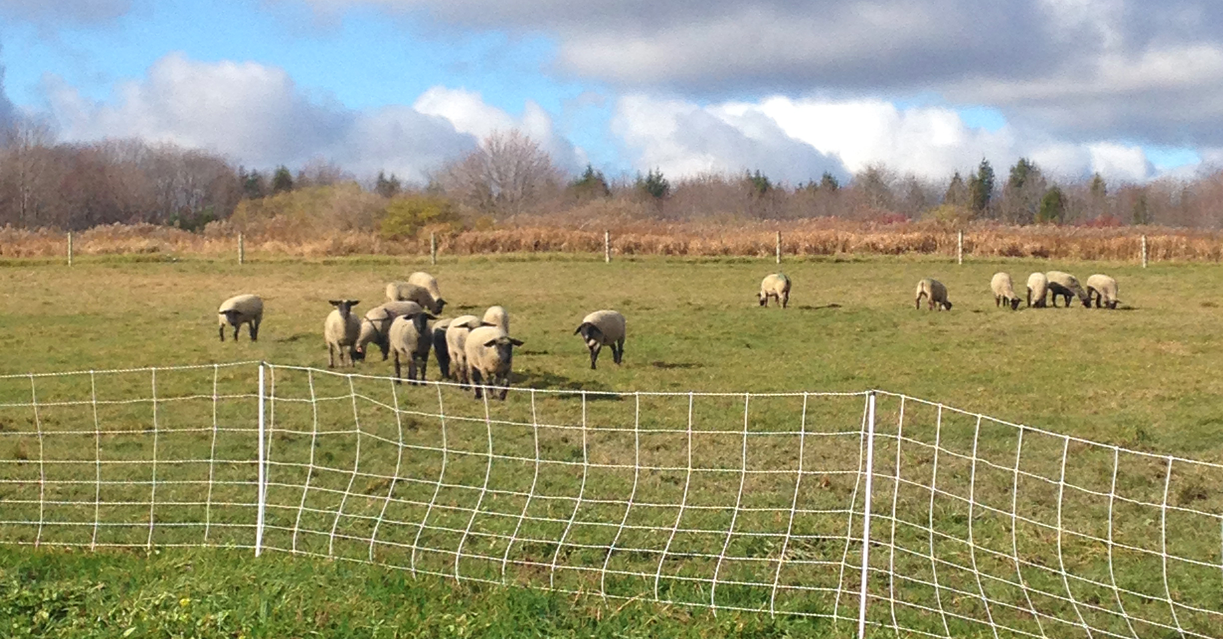 Flock in pasture 2.jpg