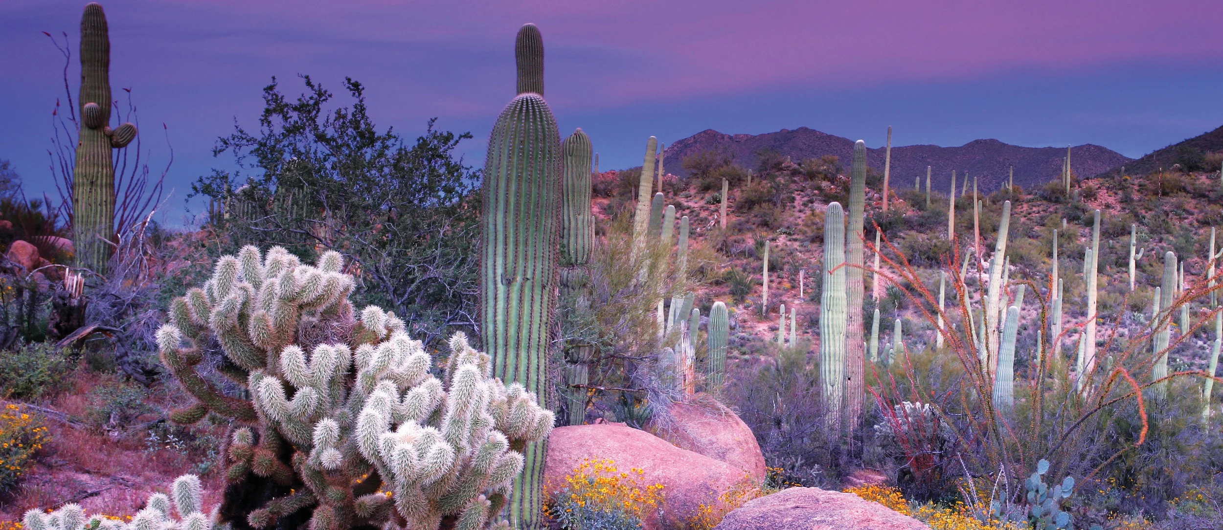Arizona-Desert-sunset.jpg