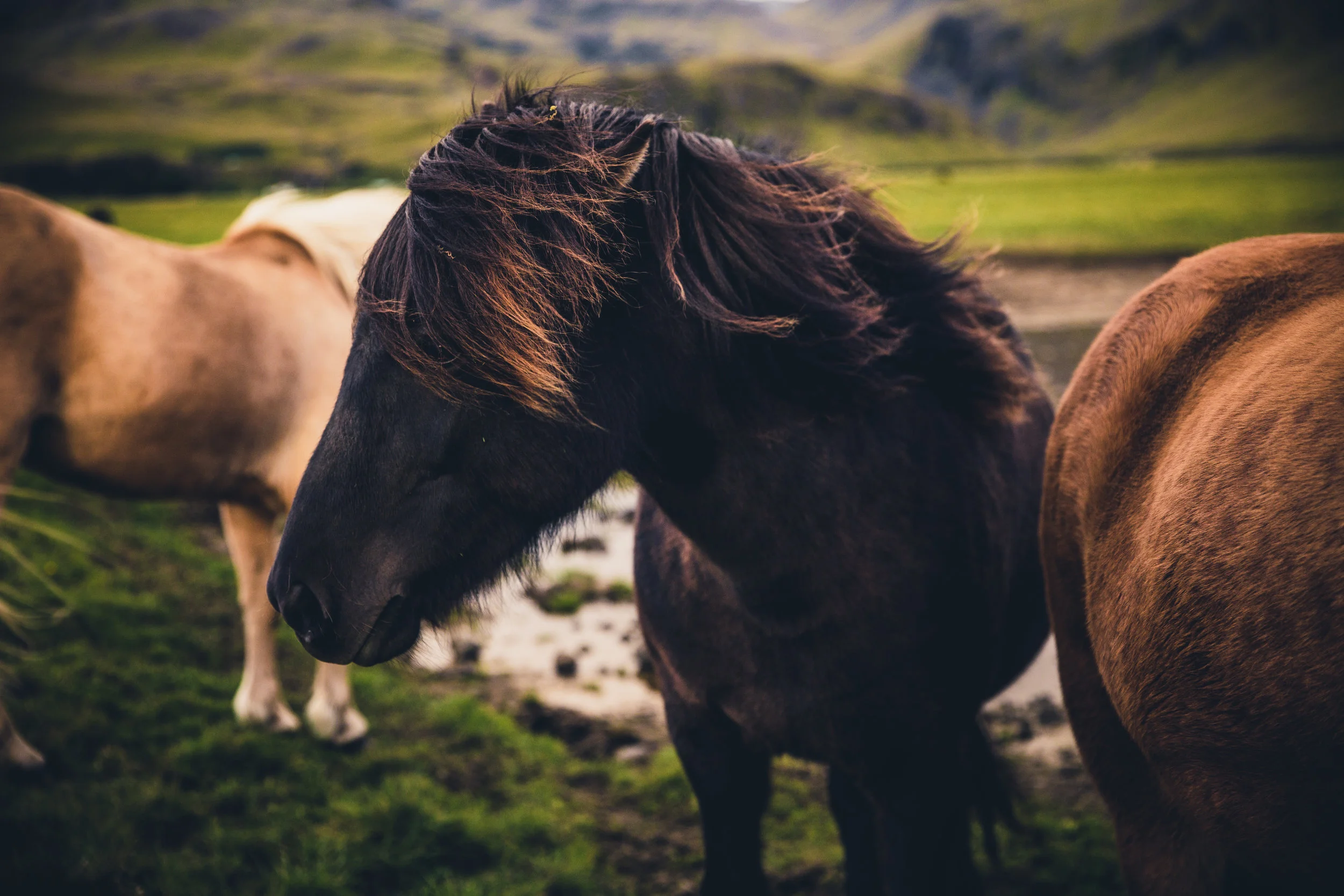 Iceland-79.jpg