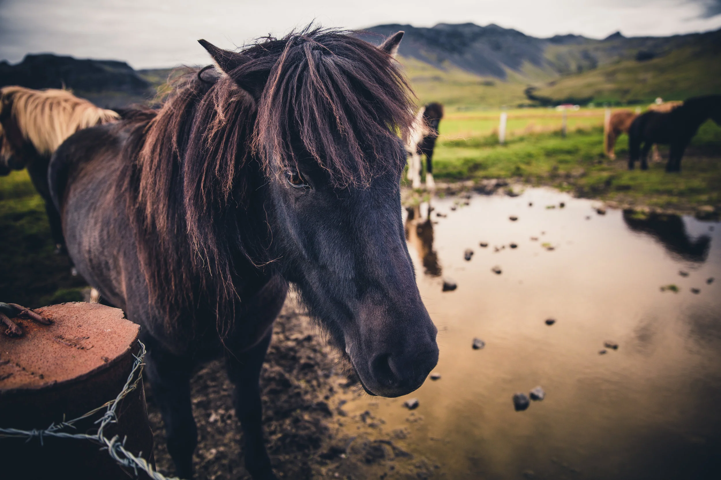 Iceland-84.jpg