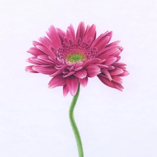 Gerber Daisy square croppeddeep red:pink96dpi.jpg