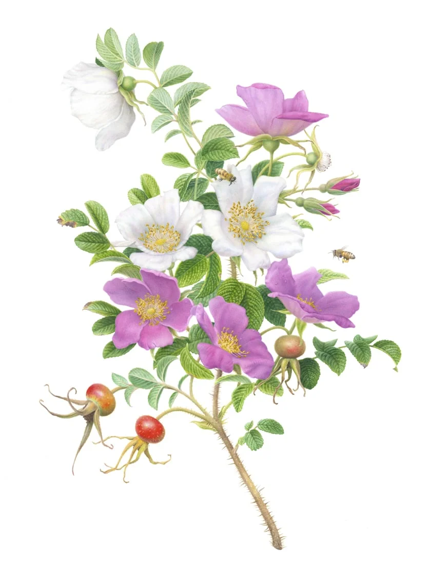 "Beach Rose"