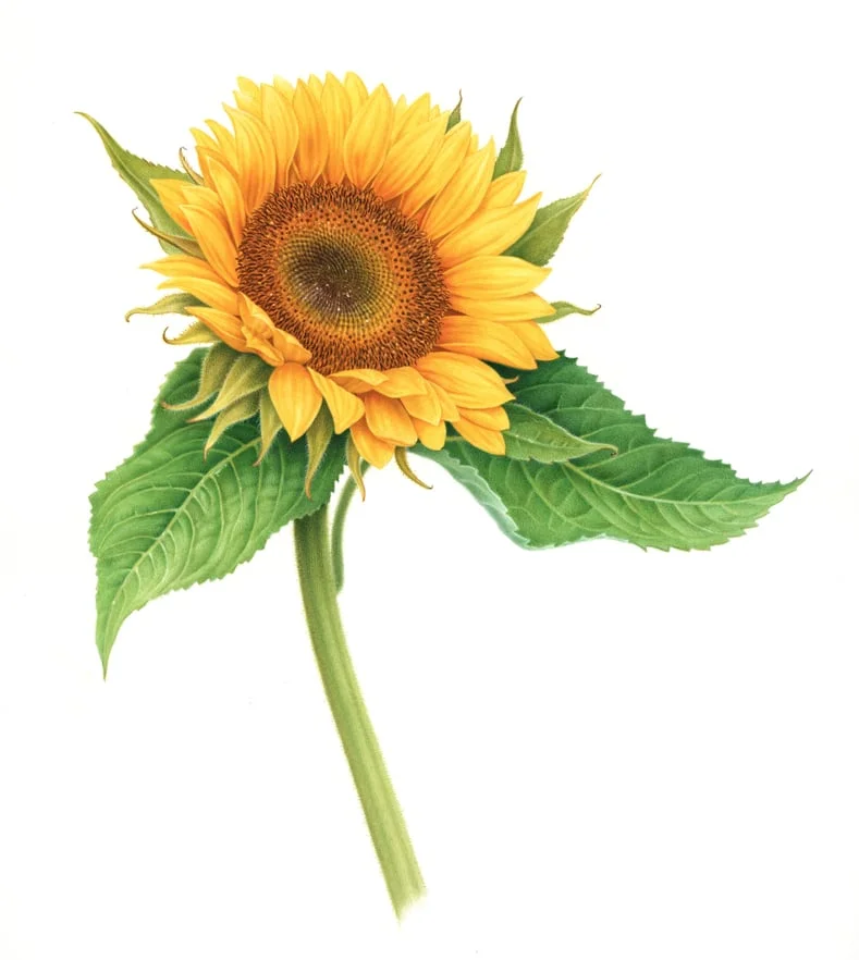 "Sunflower"