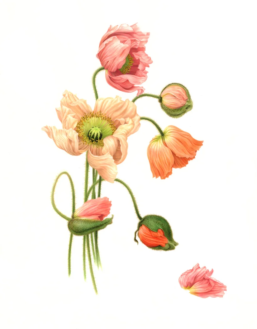 "Italian Poppies"