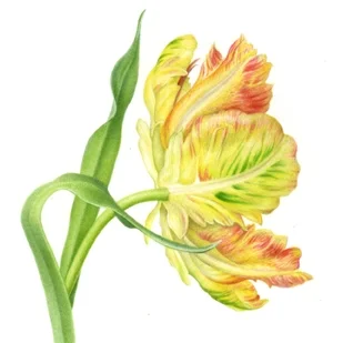 Tulip 2@72dpi.jpg