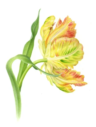Tulip 2@72dpi.jpg