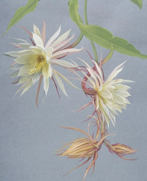 "Night Blooming Cereus"