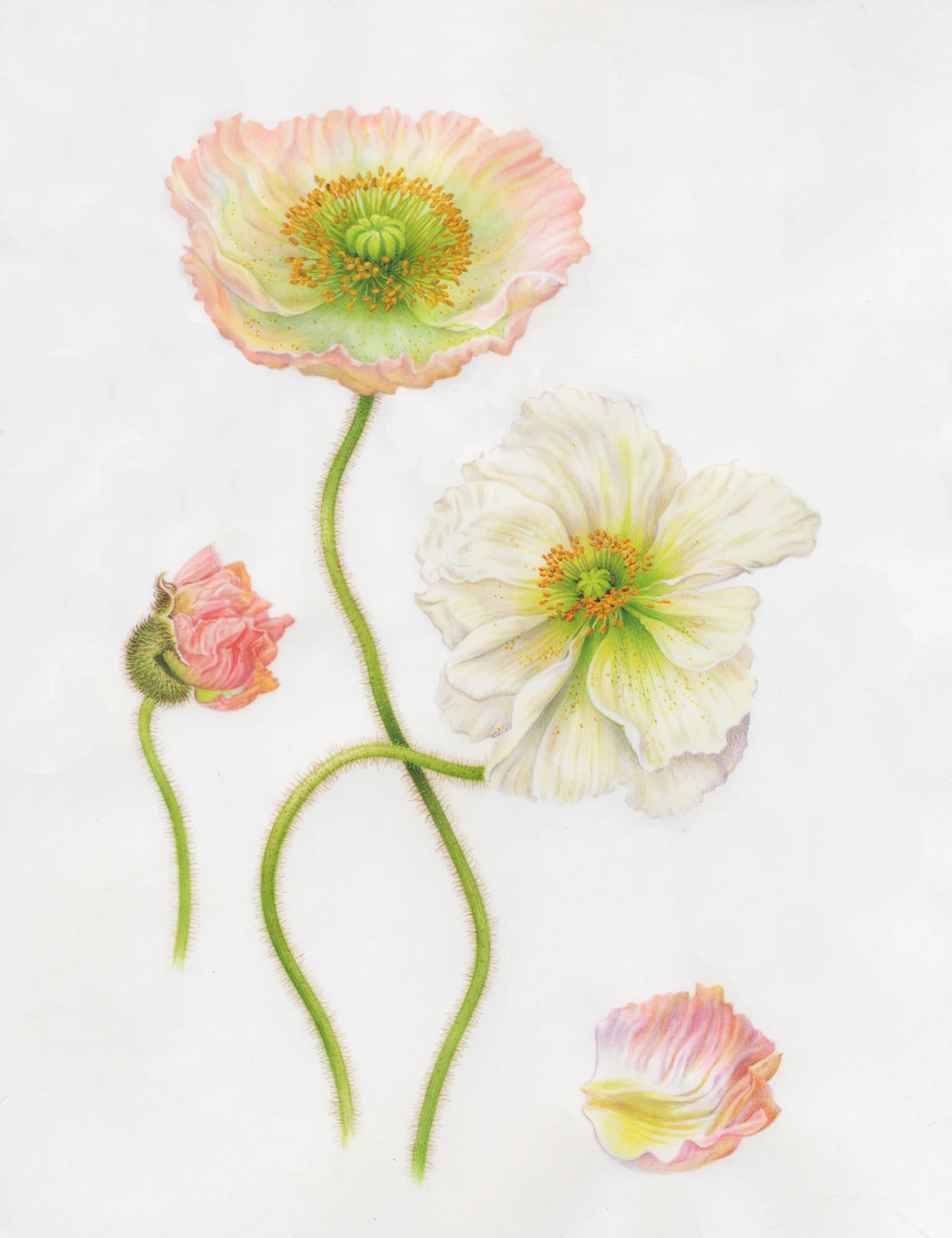 "Poppies II"