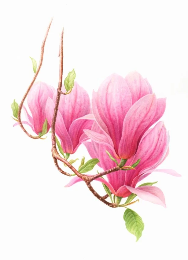 "Magnolia Branch"