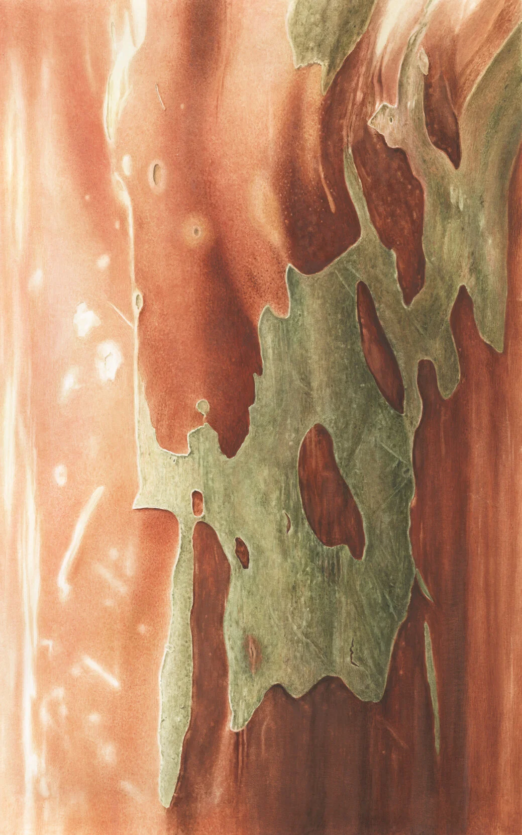 "Crepe Myrtle Bark"