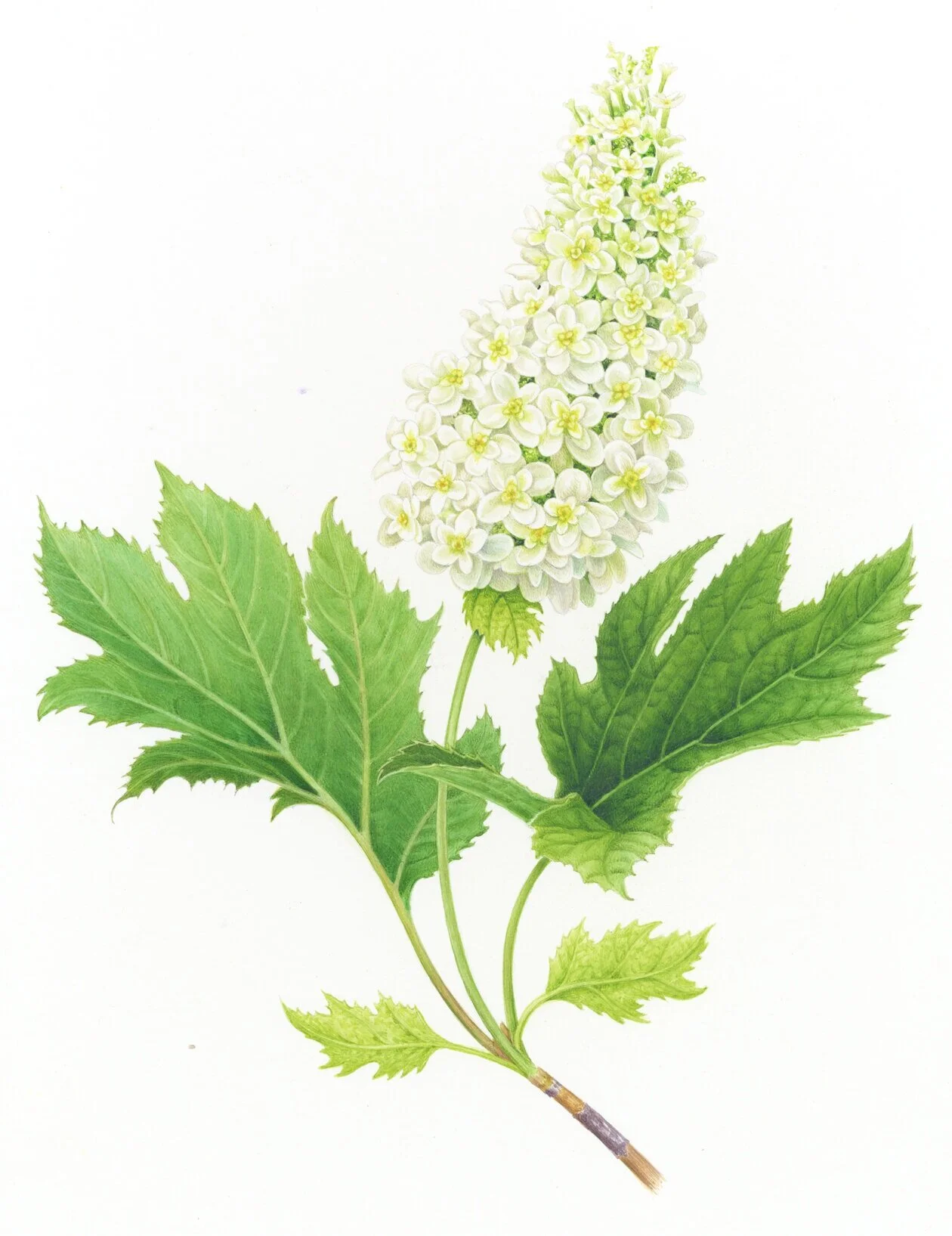 white+hydrangea150dpi.jpg