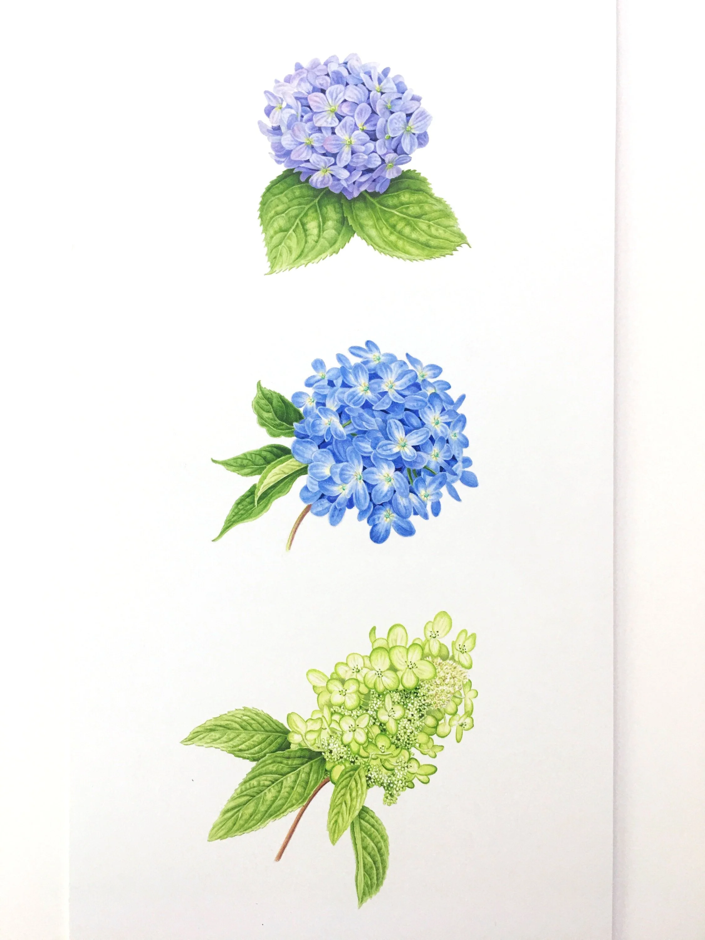 hydrangea+for+squarespace.jpg