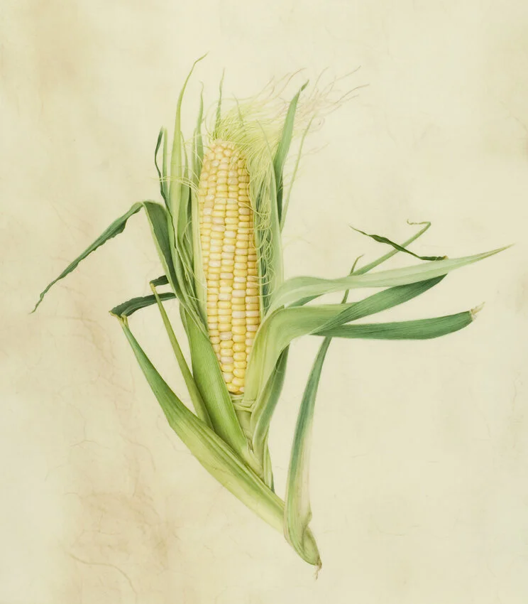 Corn72dpijpg.jpg