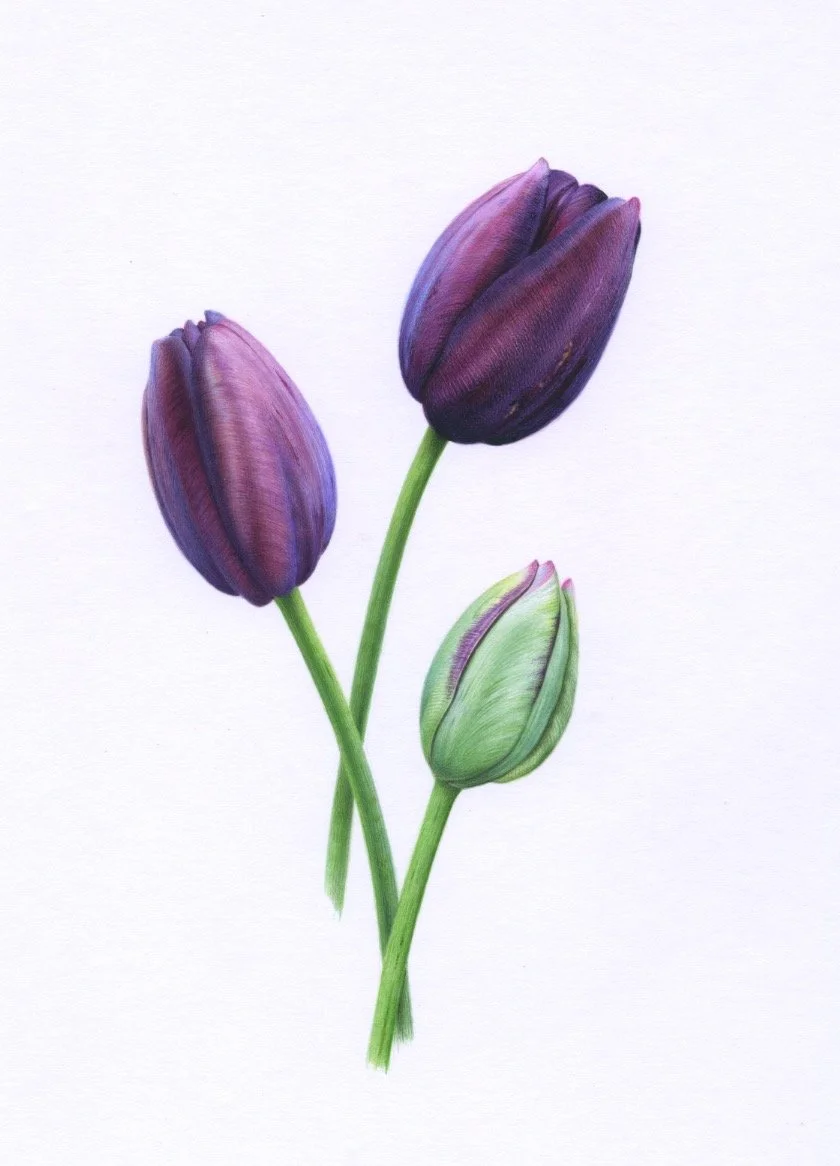 Three Queen of Night Tulips 3Detail 2 150 dpi.jpeg