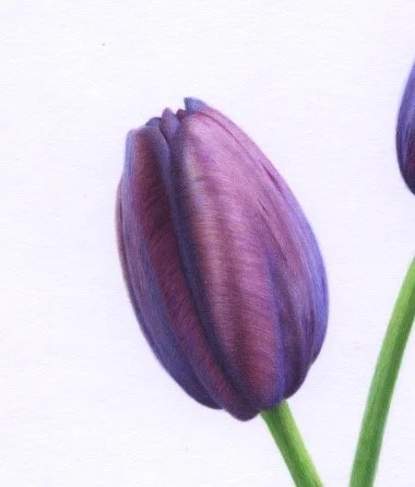 Three Queen of Night Tulips Detail 1 150 dpi 1.jpeg