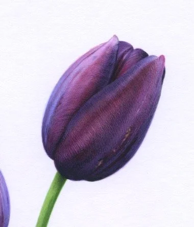 Three Queen of Night Tulips Detail 2 150 dpi 1.jpeg