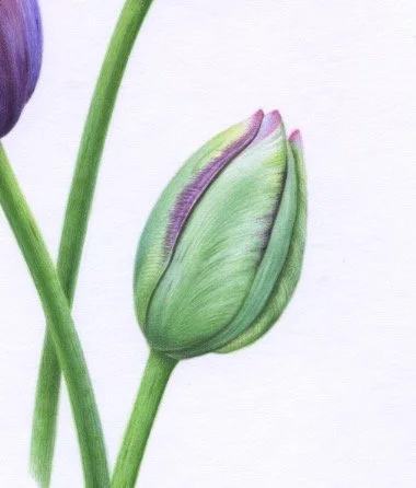 Three Queen of Night Tulips 3Detail 2 150 dpi 1.jpeg