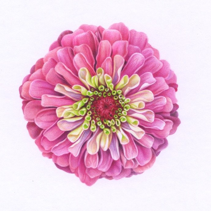 Zinnia 2 150dpi.jpeg