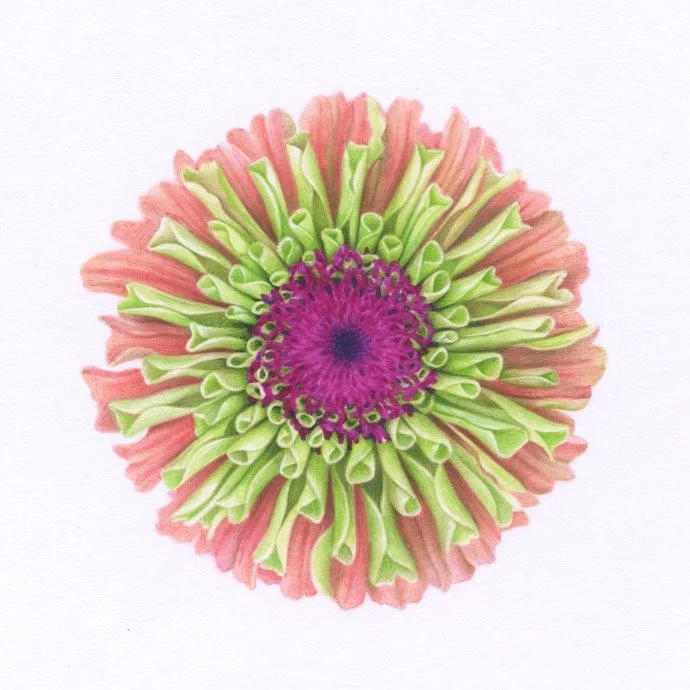 Zinnia 1 150dpi.jpeg