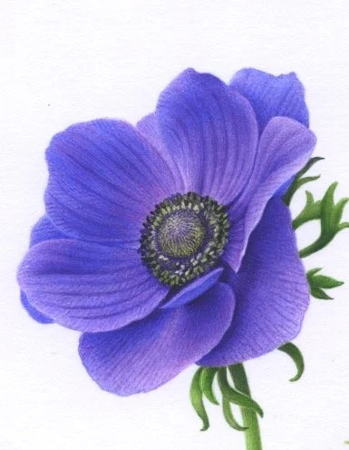 Two purple Anemones  detail 1 150dpi.jpeg