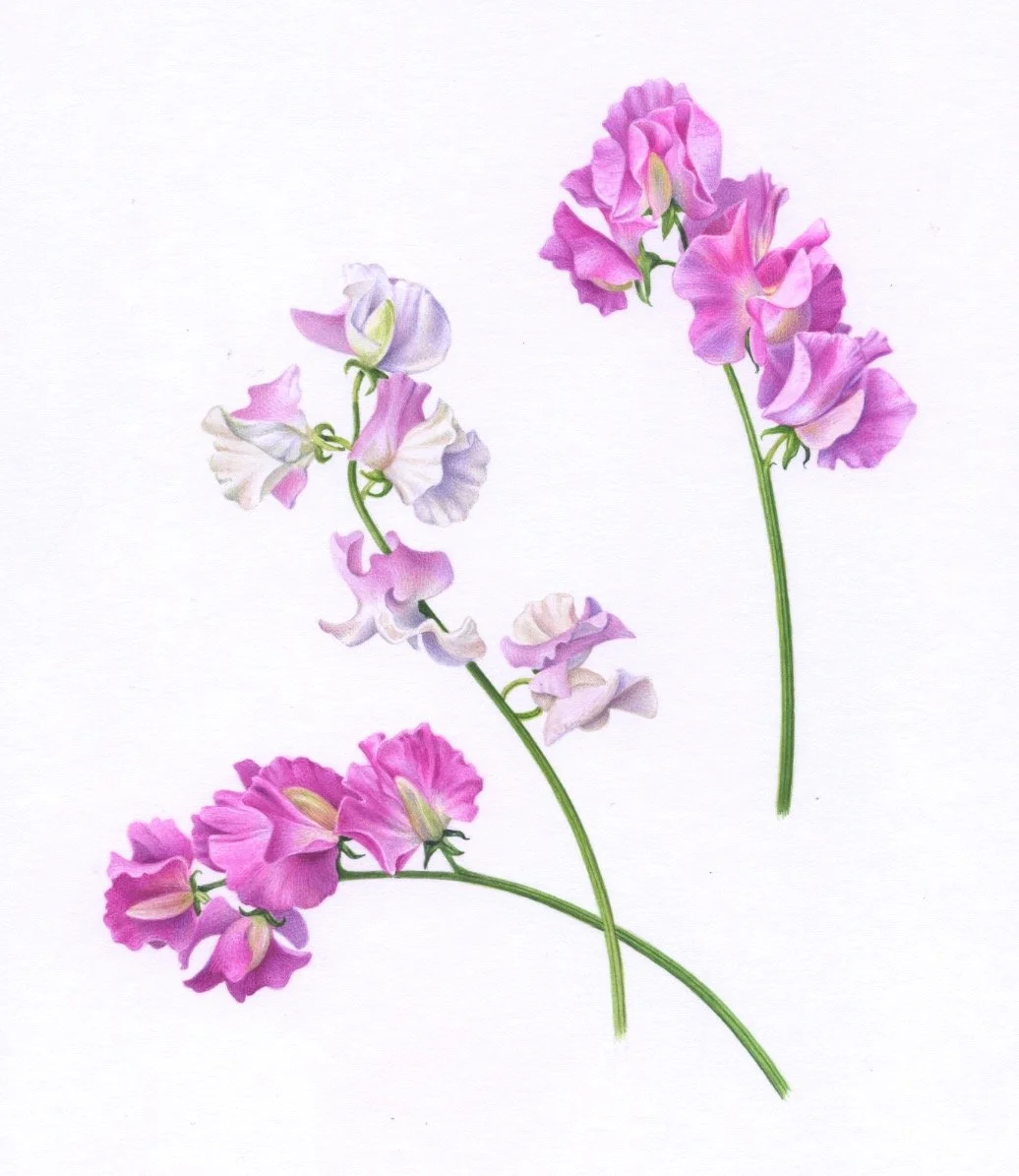 Sweet Peas 150dpi.jpeg