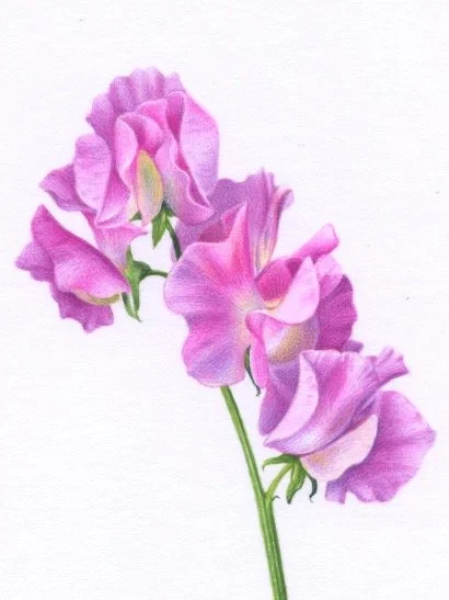 Sweet Peas detail 1 150dpi.jpeg