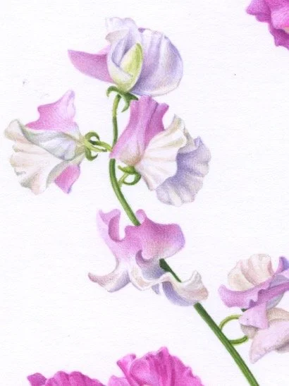 Sweet Peas detail 2 150dpi.jpeg