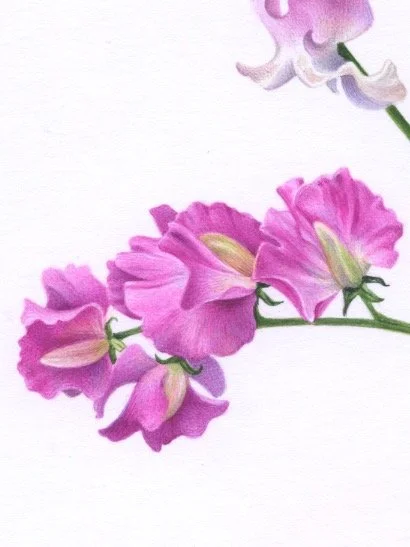 Sweet Peas detail 3 150dpi.jpeg