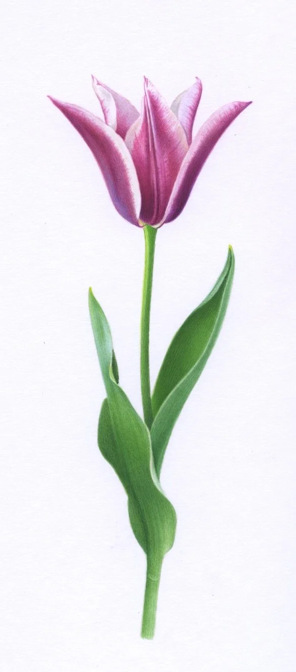 Tall Burgundy Tulip 150dpi.jpeg