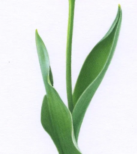 Tall Burgundy Tulip leaves 150dpi.jpeg