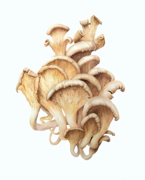 "Oyster Mushroom"