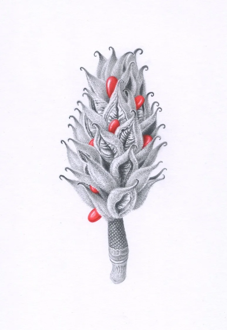 magnolia pod graphite 150dpi.jpeg