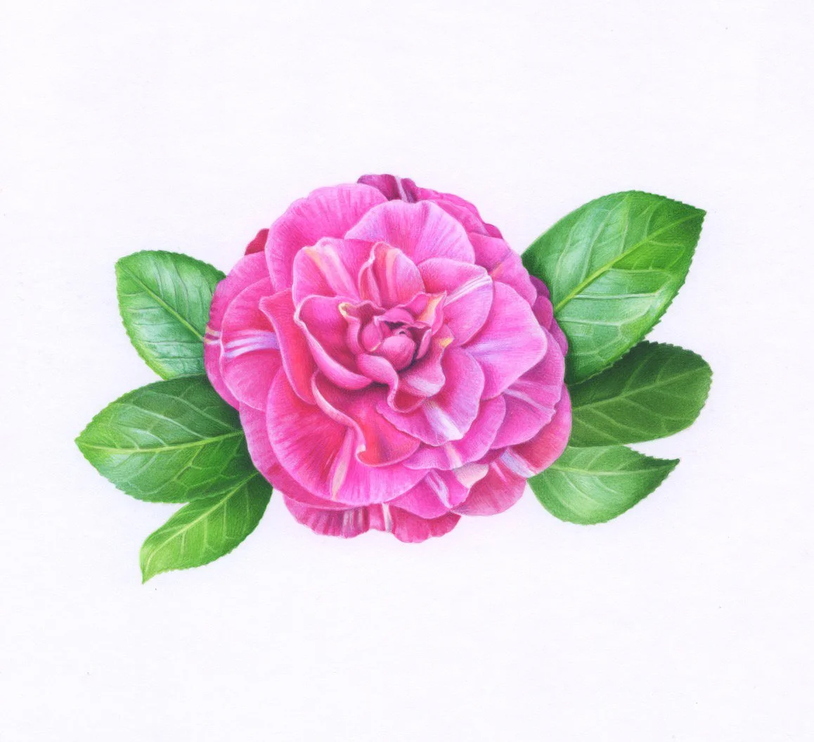 dark pink camellia 150dpi.jpeg