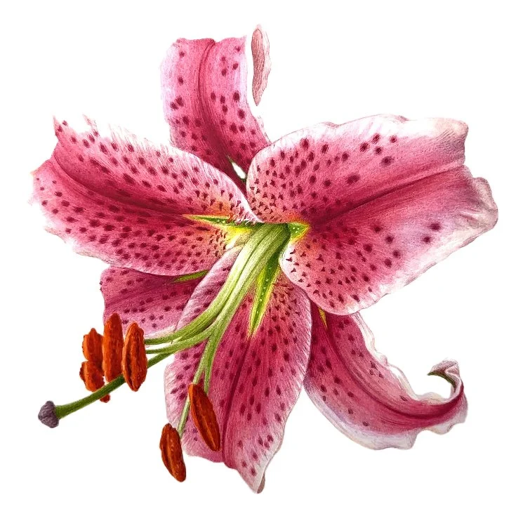 Stargazer Lily for web 210dpi.jpg