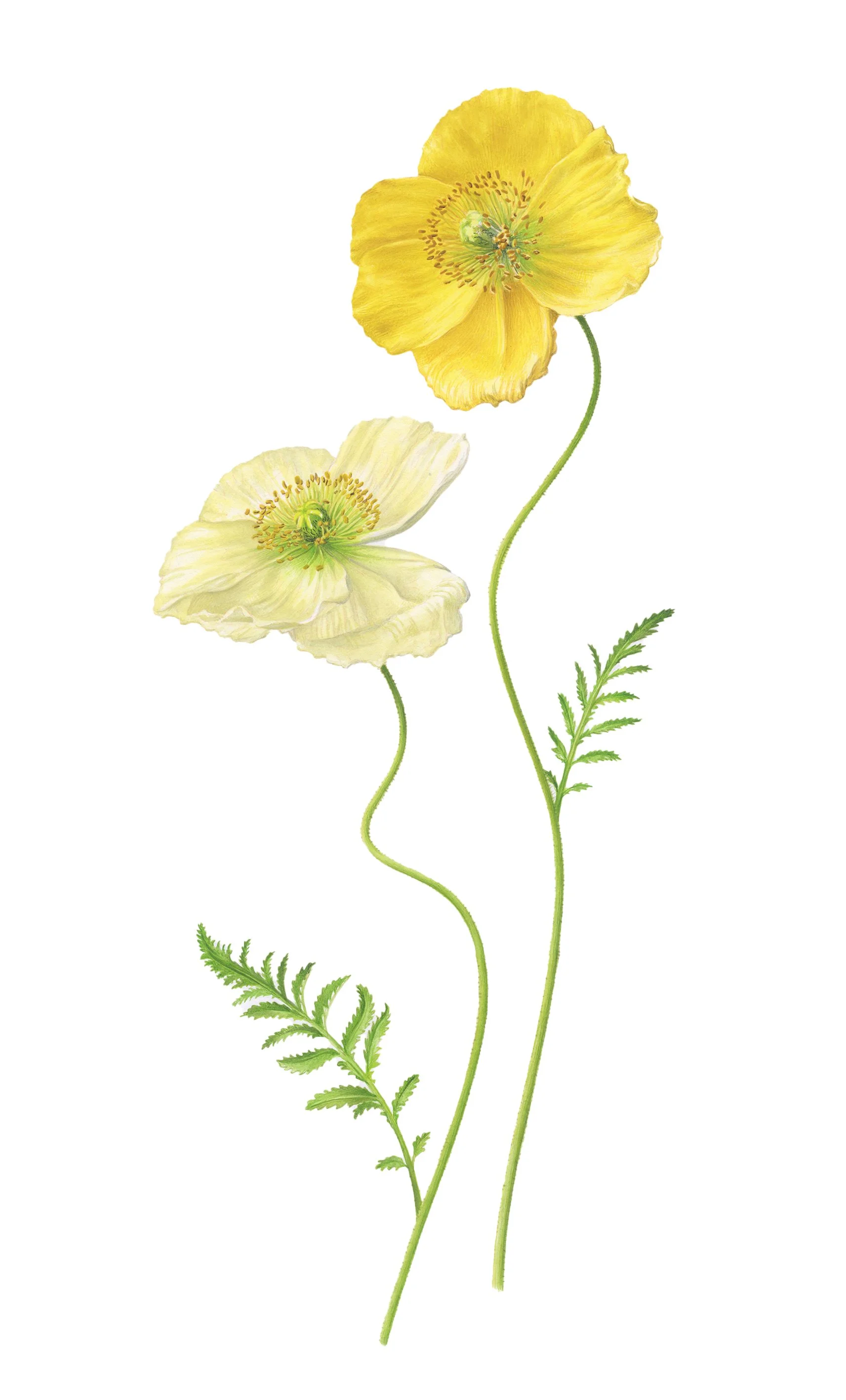 Italian Poppy 3 200dpi.jpg