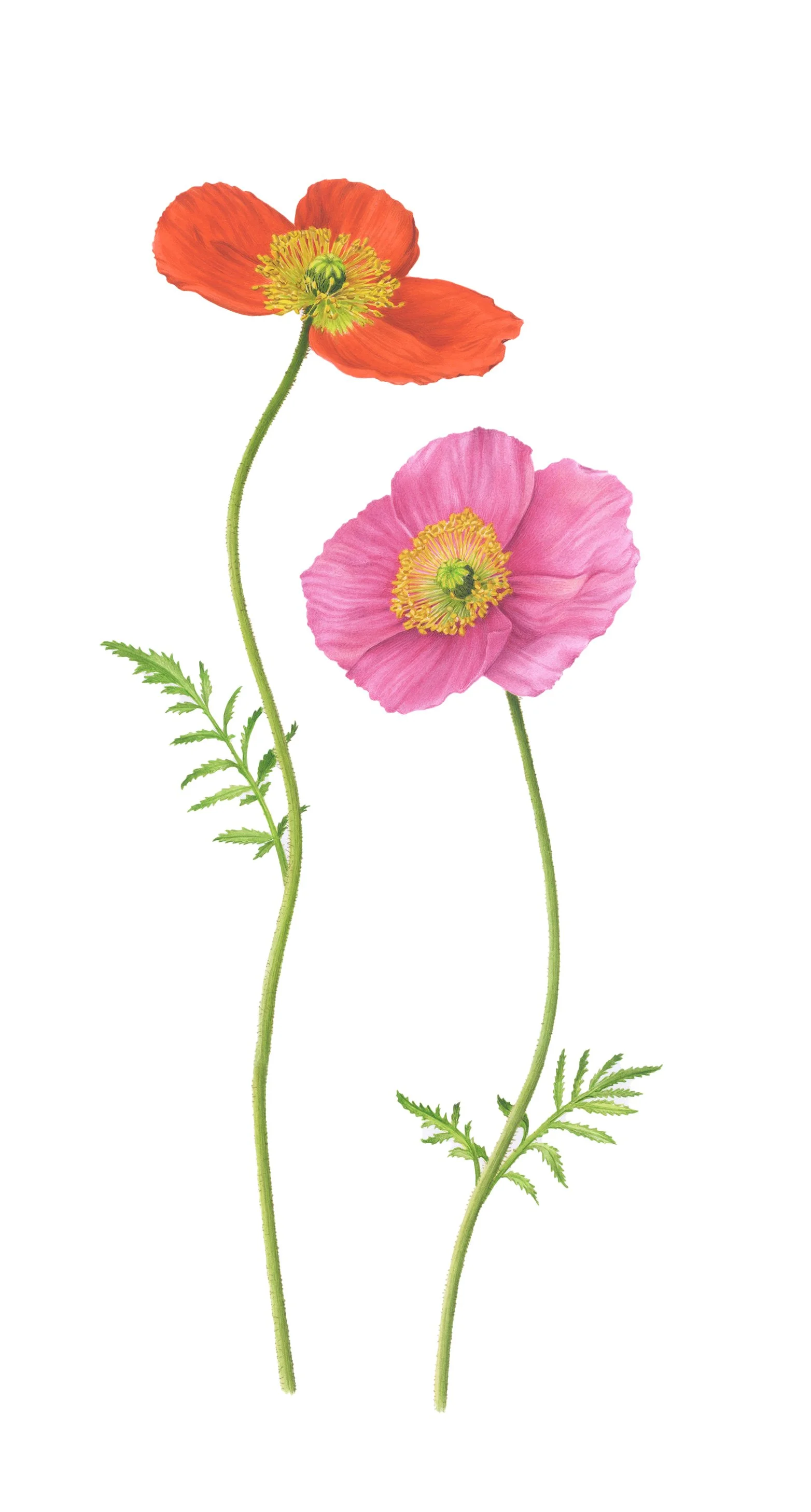 Italian Poppy 4 200dpi.jpg