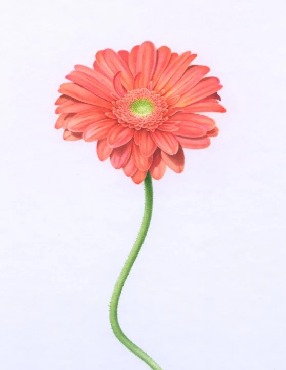 Gerber Daisy cropped orange96dpi.jpg