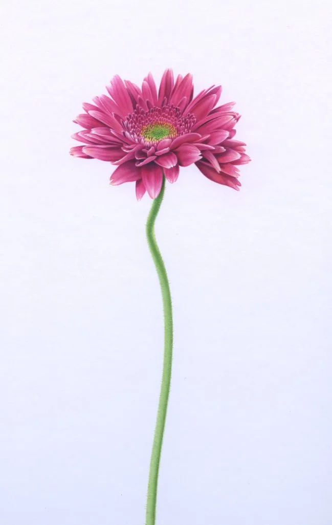 Gerber Daisy deep red:pink96dpi.jpg