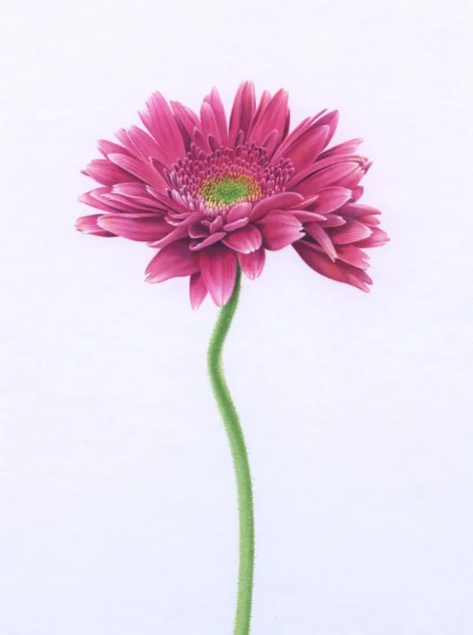Gerber Daisy croppeddeep red:pink96dpi.jpg