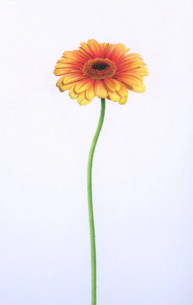 Gerber Daisy orange and yellow96dpi.jpg
